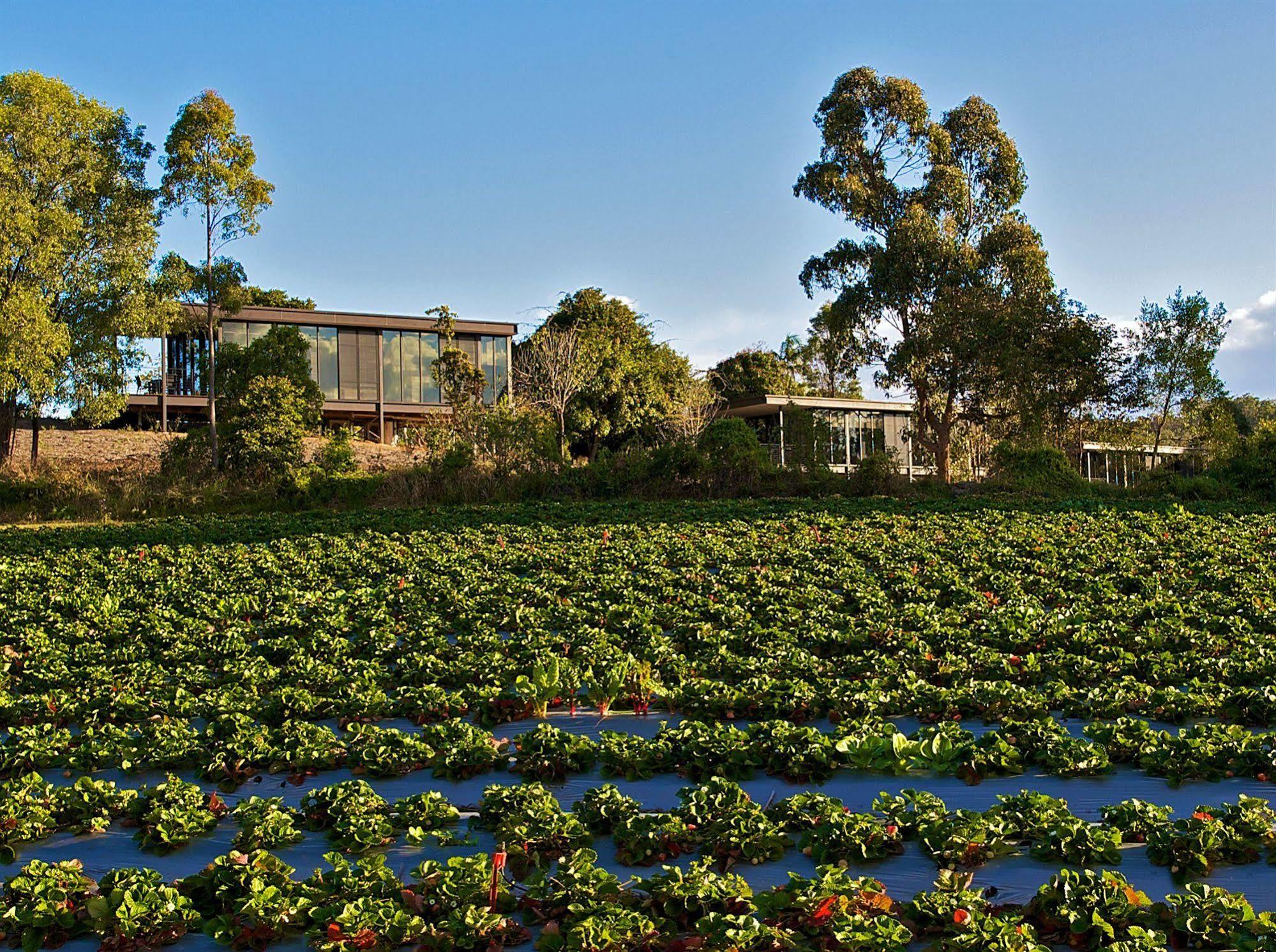 Glass On Glasshouse Villa Glass House Mountains Exterior foto